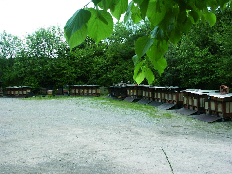 Die schwarmbereiten V&ouml;lker wurden von den Au&szlig;enst&auml;nden an die Imkerei geholt. Die Hecke im Hintergrund ist auf der untenstehenden Karte leicht zu erkennen. 