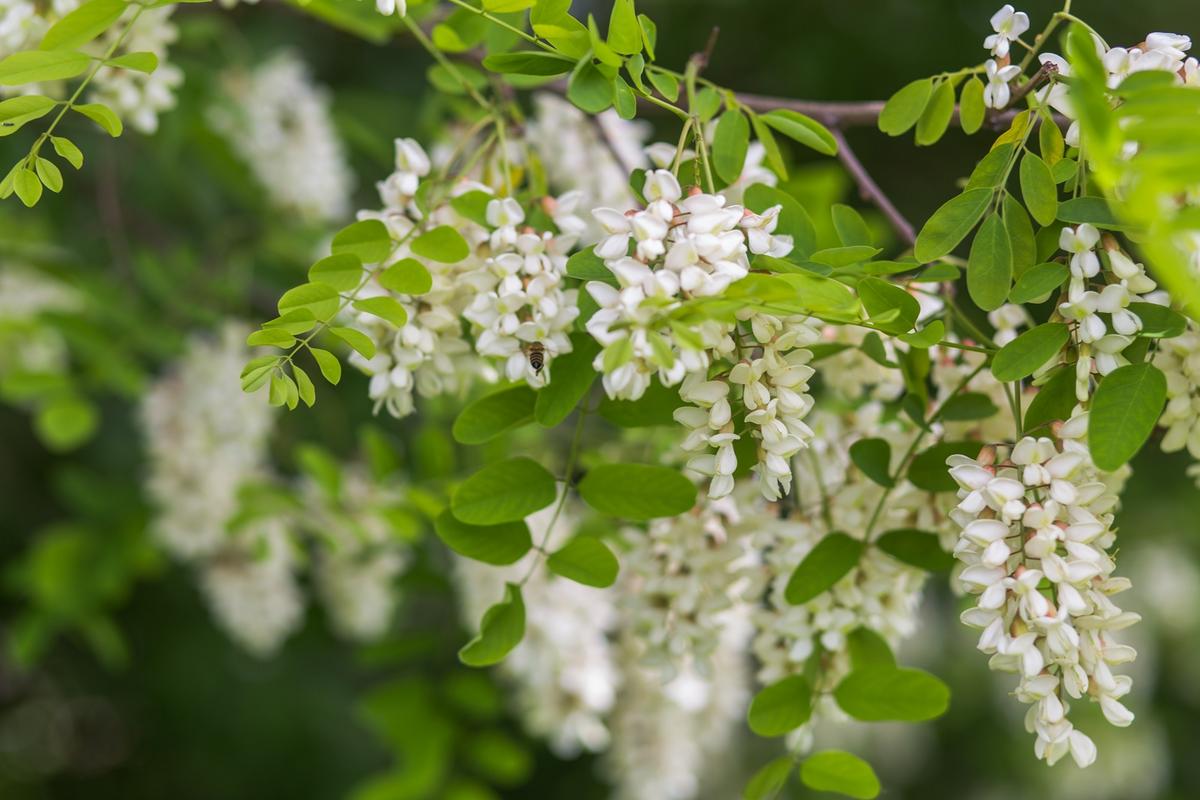 Honigbiene an einer Robinienbl&uuml;te (Foto: Shutterstock/Lipatova Maryna)