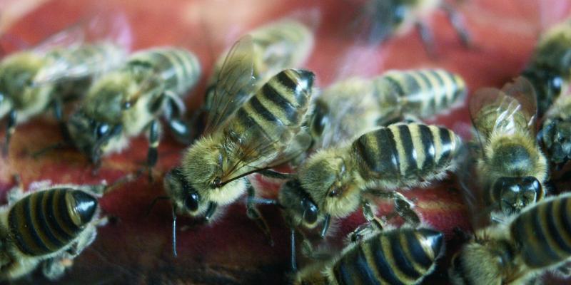 Sterzelnde Bienen am Flugloch locken die Schwestern heim. (Foto: Thomas Radetzki)