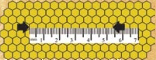 Die Zellgröße wird ermittelt, indem jeweils 10 Zellen in einer gleichmäßigen Zellreihe zusammen vermessen werden. (Foto: Tobias Stever, privatwissenschaftliches Archiv für Bienenkunde)