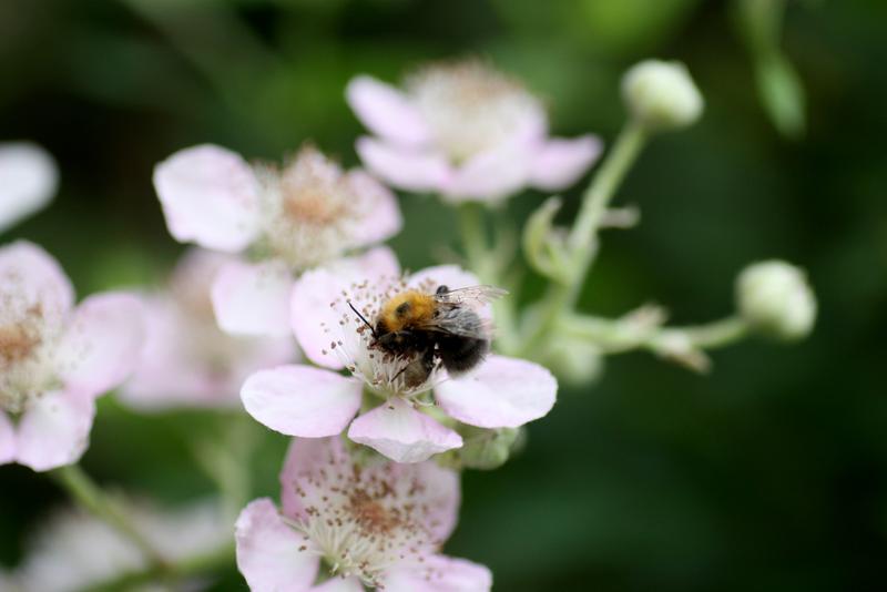 5 Cent f&uuml;r mehr Bl&uuml;ten - Waldhummel auf einer Brombeerbl&uuml;te (Foto: Holger Loritz)