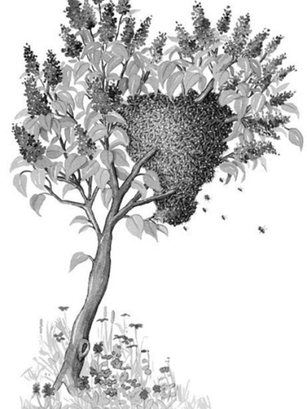  (Foto: Illustration: Karin Bauer, www.karin-bauer.com)