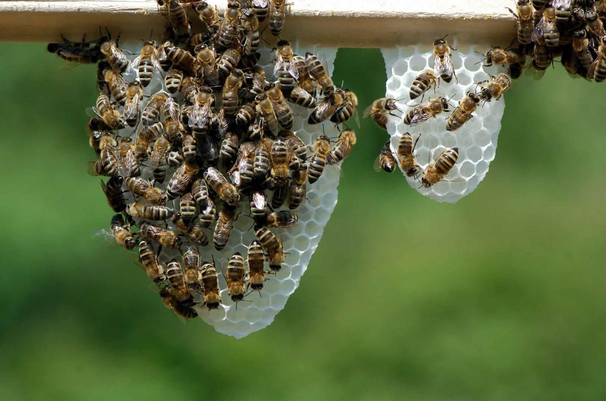 Wir f&ouml;rdern Projekte f&uuml;r Biene, Mensch und Natur (Foto: Mellifera e. V.)
