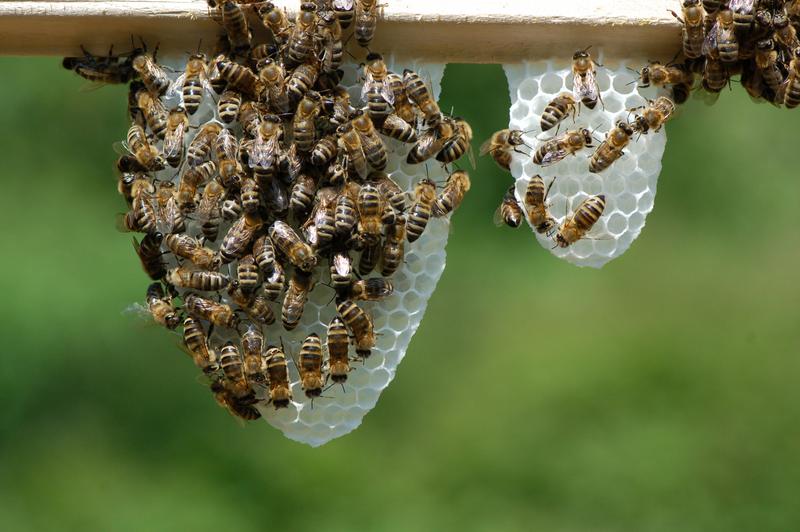 Der Bau einer Naturwabe beginnt mit einem eif&ouml;rmigen Z&auml;pfchen, aus dem sich bald mit der sogenannten Herzwabe eine mehr runde Form entwickelt. (Foto: Michel Colette)