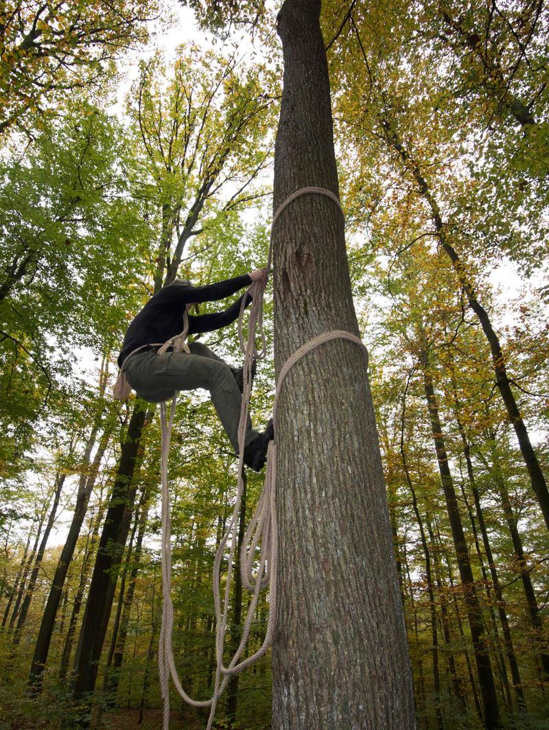 Ein Imker erklimmt mit einer speziellen Technik den Baum, um die Bienenwohnung zu kontrollieren. (Foto: Norbert Poeplau)