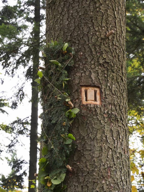 Flugloch an einer Tanne (Foto: Norbert Poeplau)