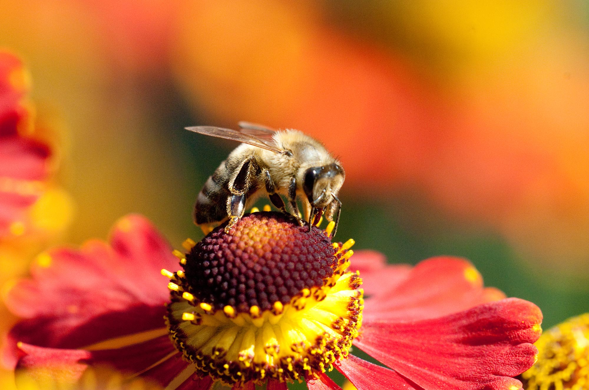 Foto: Mellifera e. V. - Wir schwärmen für Biene, Mensch, Natur