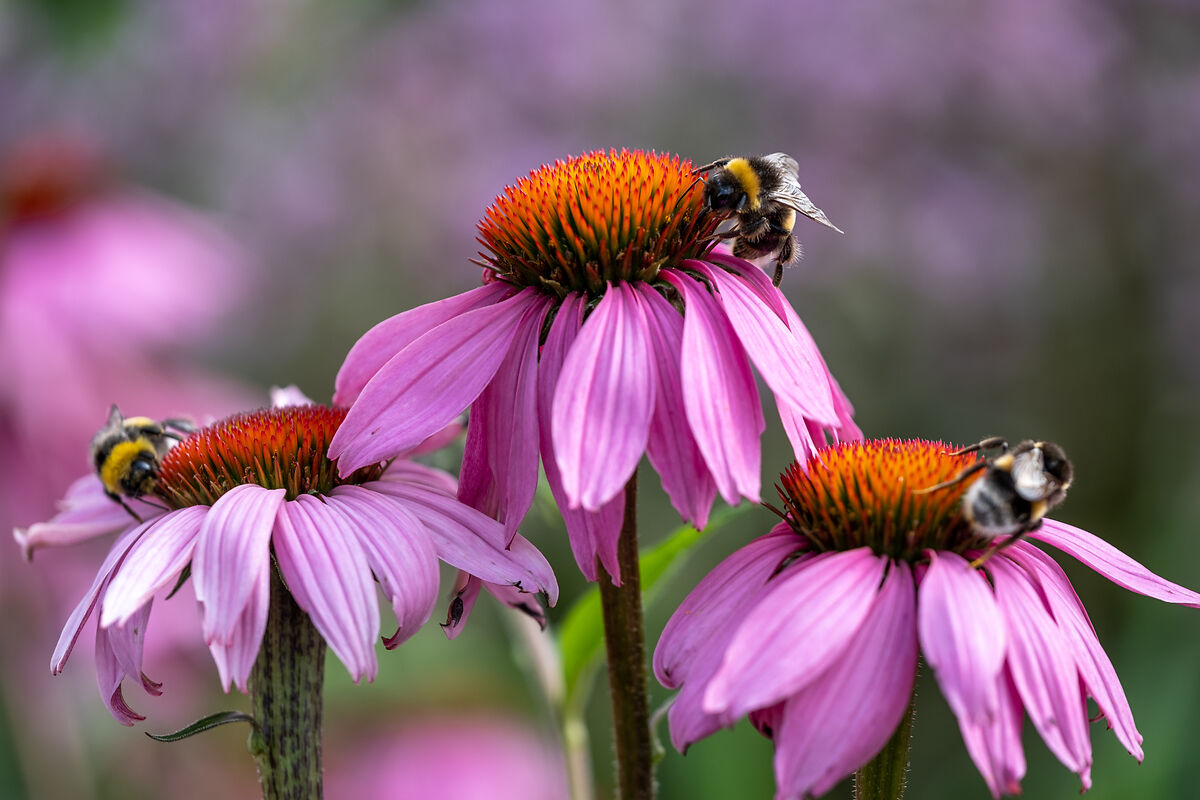 Foto: 1 Million Blüten für Hummeln & Co.