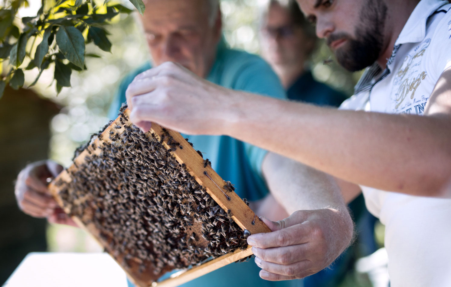 Foto: Mellifera e. V. - Pionier für wesensgemäße Bienenhaltung