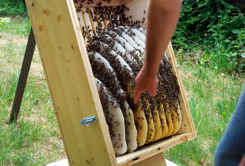 Mellifera-Bienenkiste