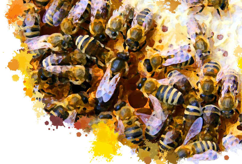 Initiative Wesensgemäße Bienenhaltung