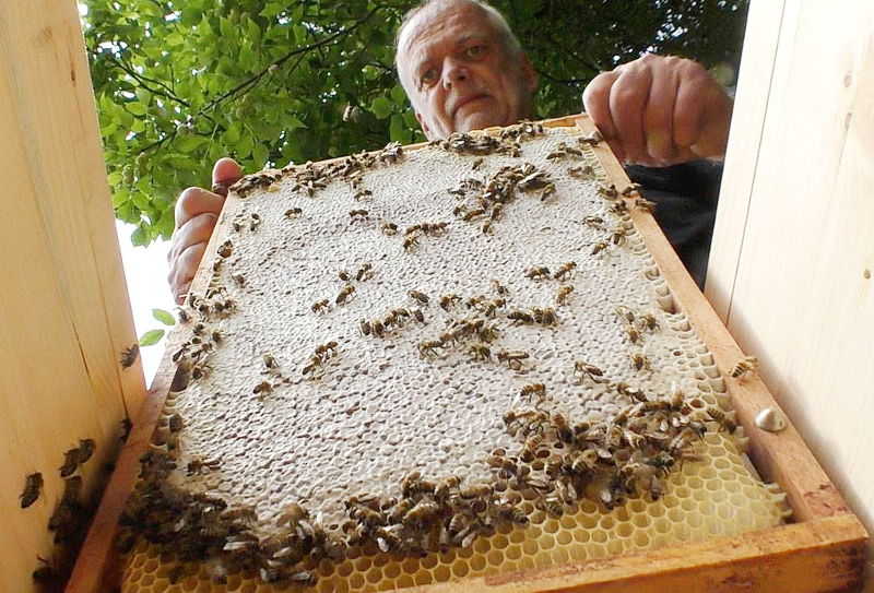 Mellifera-Einraumbeute
