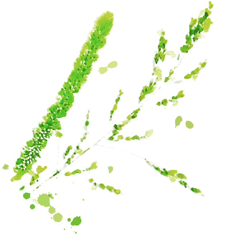 Gras