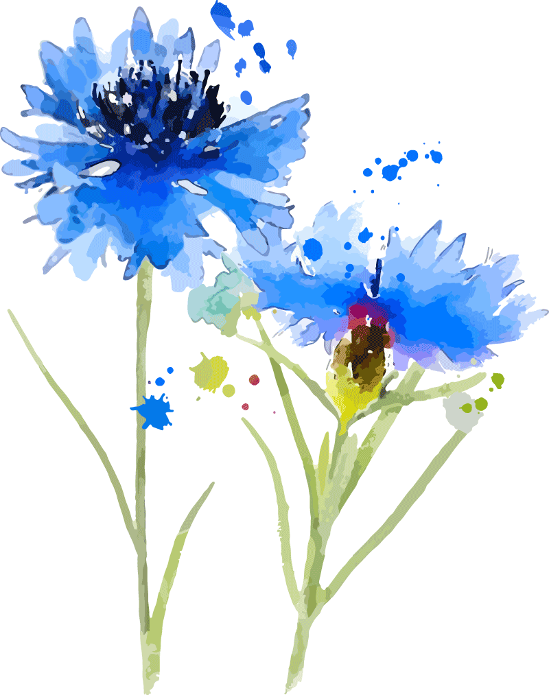 Kornblume