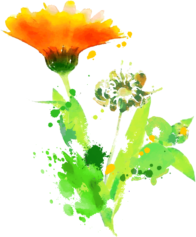 Ringelblume