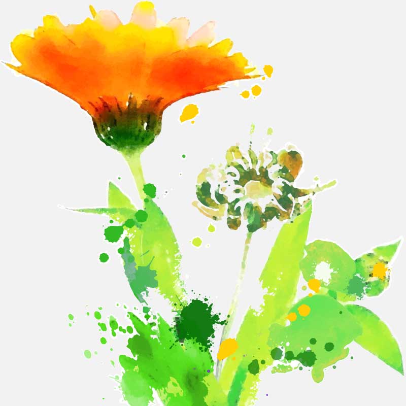 Ringelblume