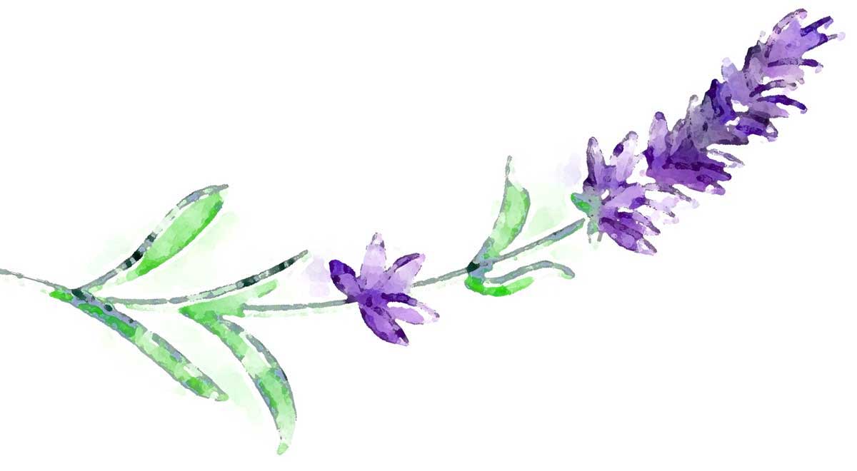 Lila Blüten auf Zweig